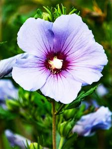 kvet ibišteka fialový