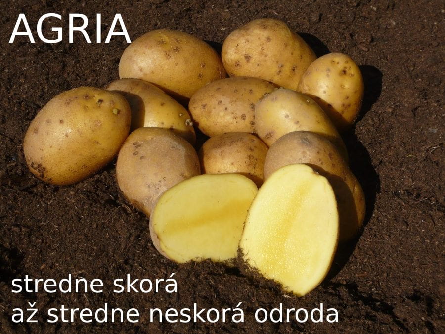 sadbové zemiaky odroda agria