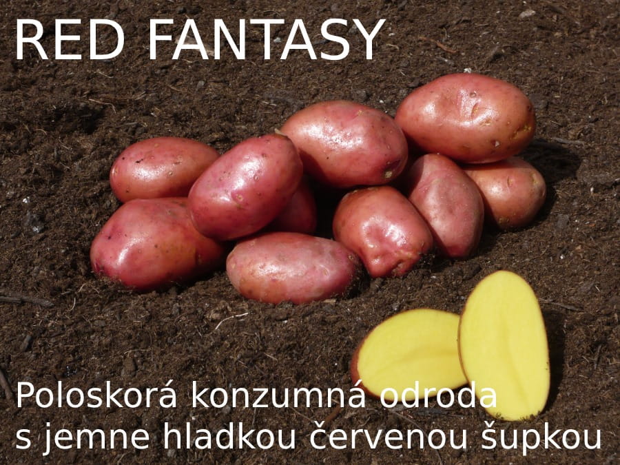 sadbové zemiaky odroda red fantasy