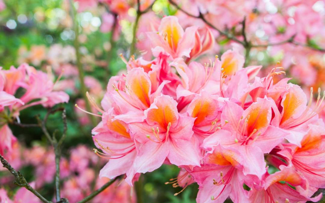 Očarujúce rododendrony v plnej kráse!