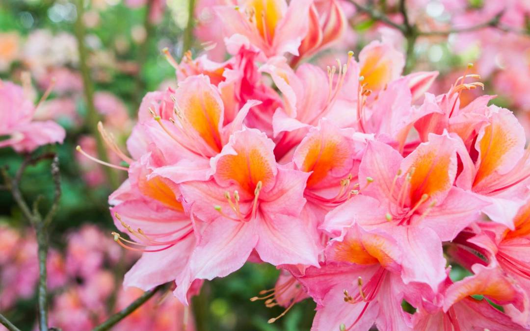 Očarujúce rododendrony v plnej kráse!