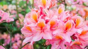 kvitnuci rododendron