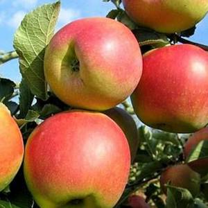 Stĺpovitá jabloň Charlotte Malus domestica jesenná