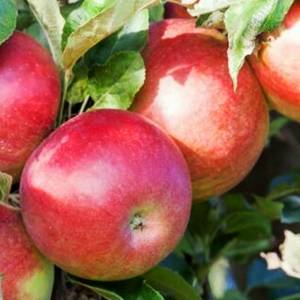 Zimná stĺpovitá jabloň Malus Domestica Cumulus