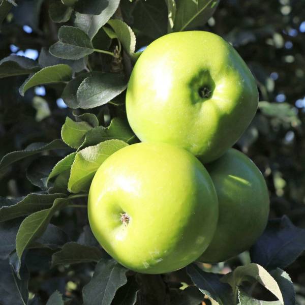 Jabloň stĺpovitá Green cats Malus domestica zimná