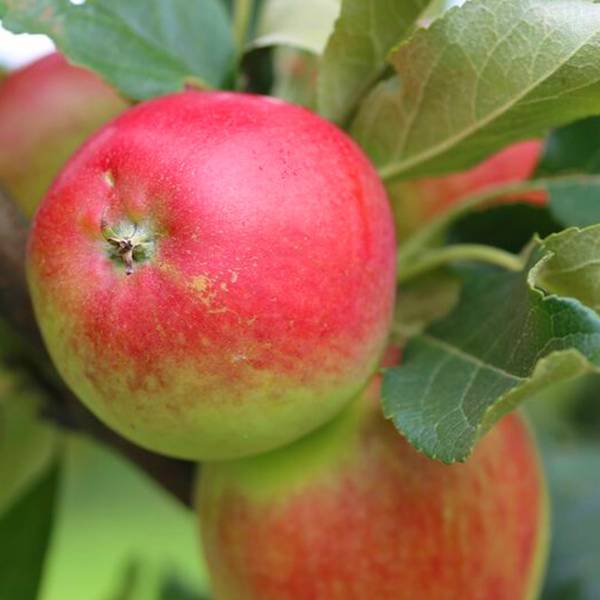 Jabloň Katja Malus domestica letná