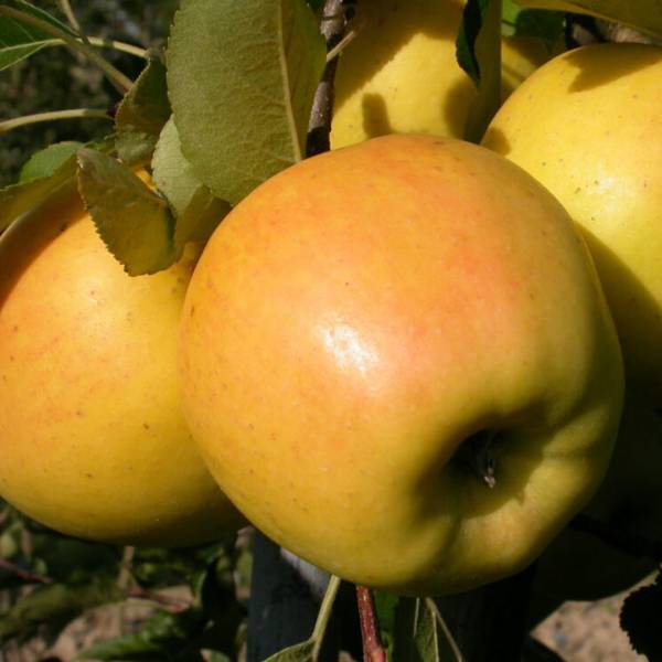 Jabloň Opal Malus domestica zimná