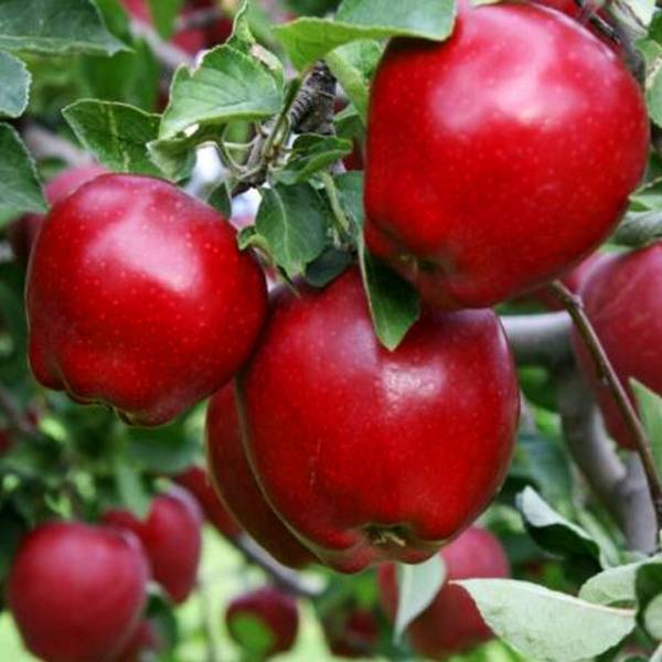 Jabloň Red Delicious Malus Domestica zimná