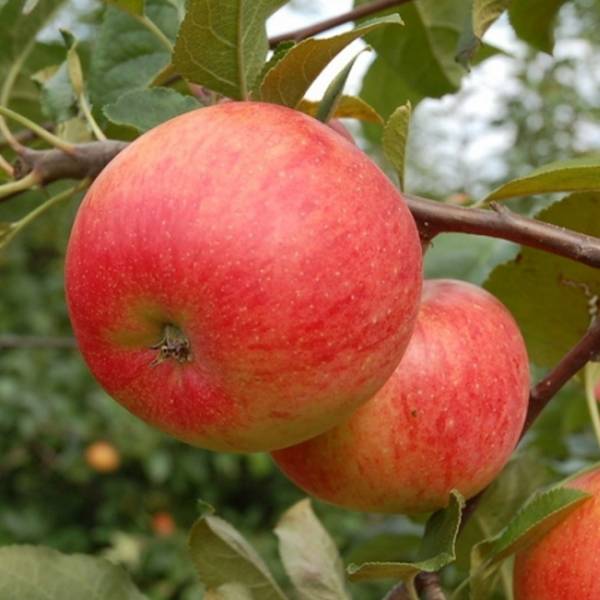 Jabloň Rubín Malus domestica zimná