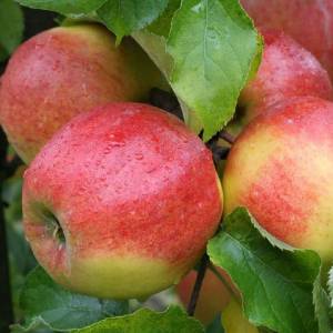 Jabloň Rubinstar Malus domestica zimná