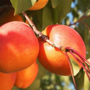 Marhuľa Harcot Prunus armeniaca skorá