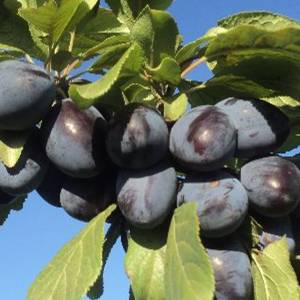 Slivka Bystrická muškátová Prunus domestica jesenná