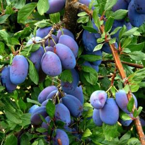 Slivka stĺpovitá Fruca Prunus domestica stredne skorá