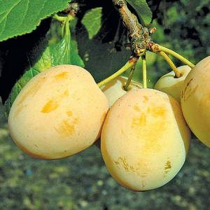 Ringlota Oulinská Prunus domestica žltá