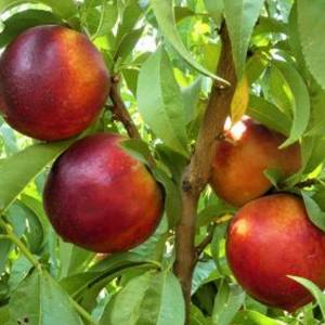 Nektárinka Harco Prunus persica