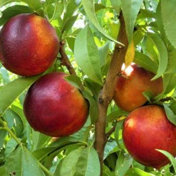 Nektárinka Harco Prunus persica