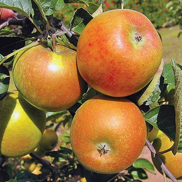 Jabloň Blenheimska Renata Malus Domestica zimná