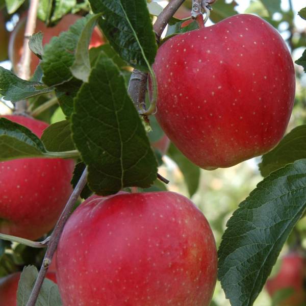 Jabloň Hetlina Malus domestica zimná