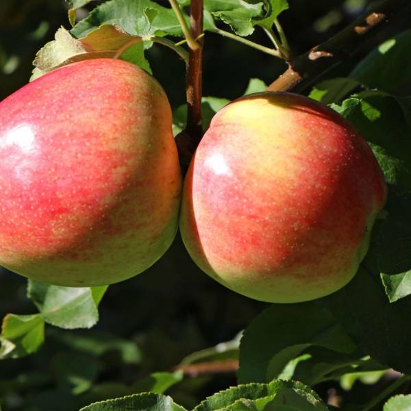 Jabloň Jakob Fischer Malus domestica jesenná