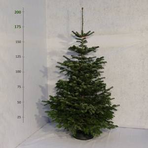 Živý vianočný stromček Jedľa Normandská 175 -200 cm Exclusive
