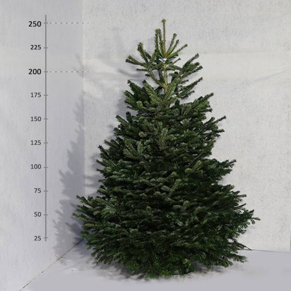 Živý vianočný stromček Jedľa Normandská 200 250 cm Exclusive