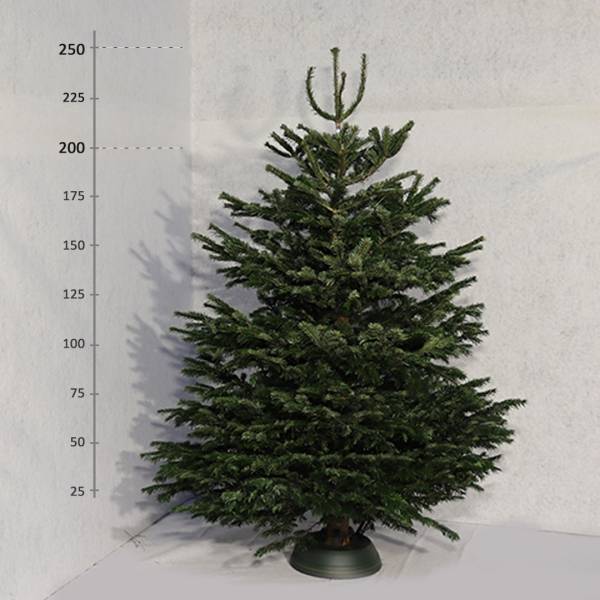 Živý vianočný stromček Jedľa Normandská 200 250 cm Exclusive