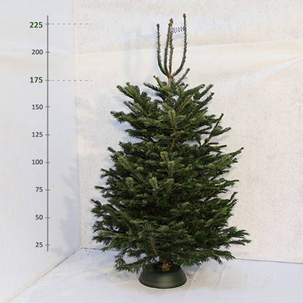 Živý vianočný stromček Jedľa Normandská 175 225 cm Premium