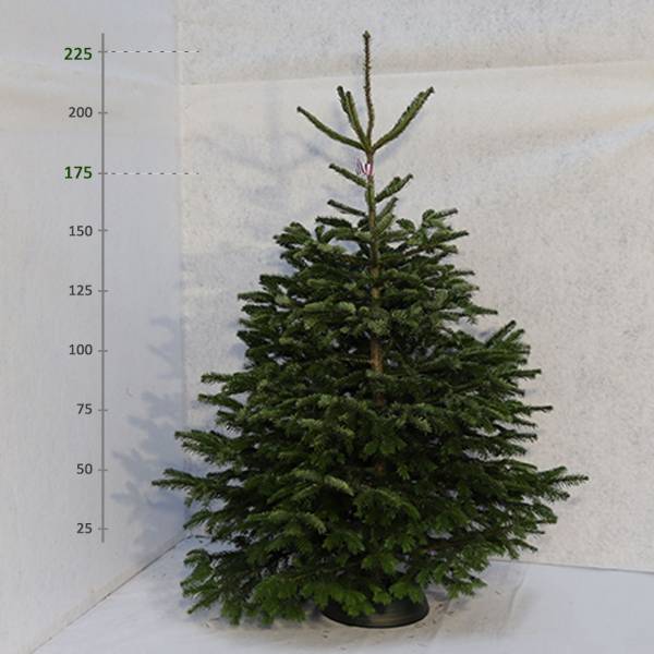 Živý vianočný stromček Jedľa Normandská 175 225 cm Premium