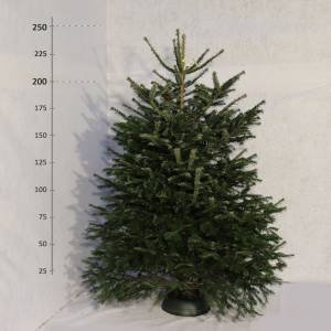 Živý vianočný stromček Jedľa Normandská 200 -250 cm Premium