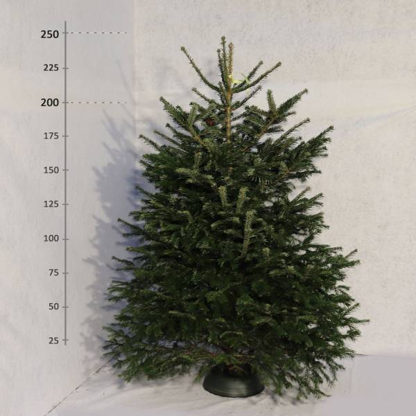 Živý vianočný stromček Jedľa Normandská 200 250 cm Premium