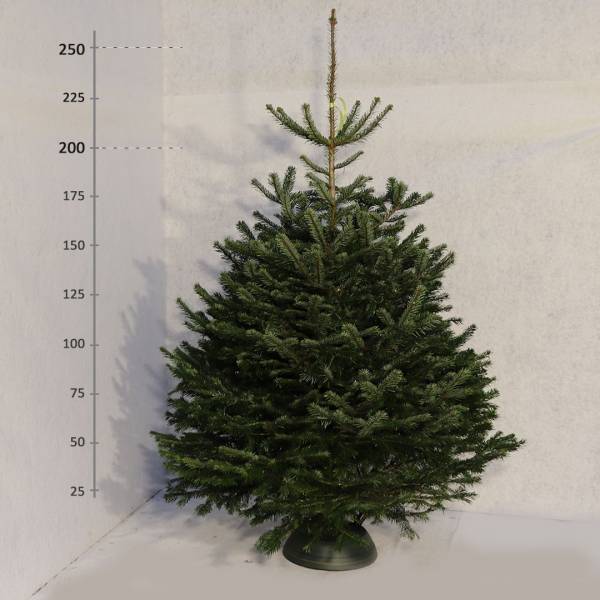Živý vianočný stromček Jedľa Normandská 200 250 cm Premium