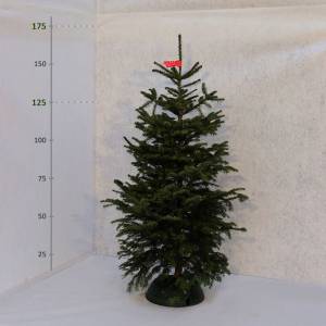 Živý vianočný stromček Jedľa normandská 125 -175 cm Štandard