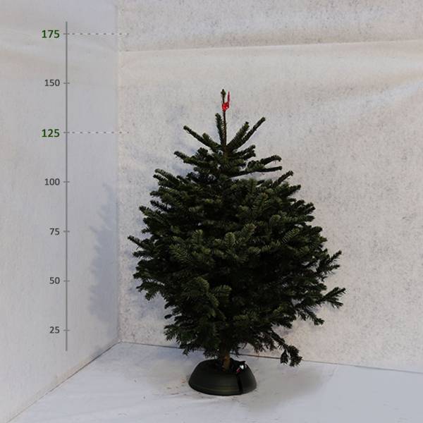 Živý vianočný stromček Jedľa normandská 125 175 cm Štandard