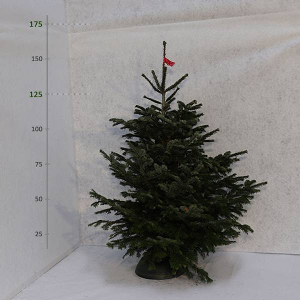 Živý vianočný stromček Jedľa normandská 125 175 cm Štandard