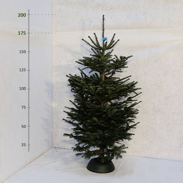 Živý vianočný stromček Jedľa Normandská 175 200 cm Štandard