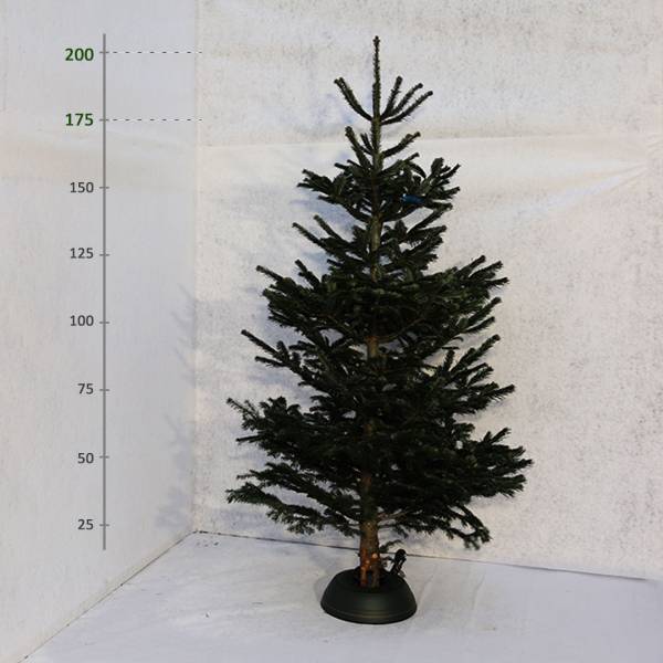 Živý vianočný stromček Jedľa Normandská 175 200 cm Štandard