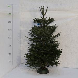 Živý vianočný stromček Jedľa Normandská 175-200 cm Štandard