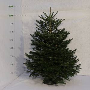 Živý vianočný stromček Jedľa Normandská 200 - 230 cm Štandard