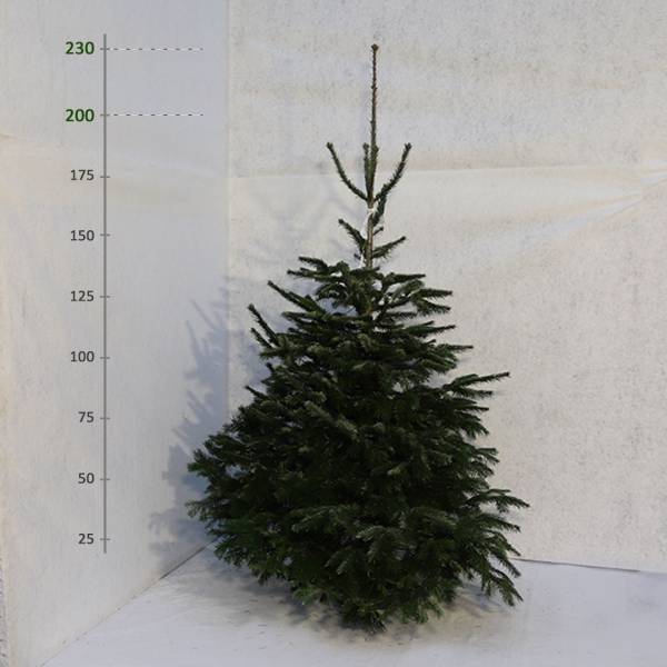 Živý vianočný stromček Jedľa Normandská 200 230 cm Štandard