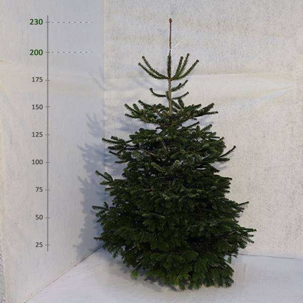 Živý vianočný stromček Jedľa Normandská 200 230 cm Štandard