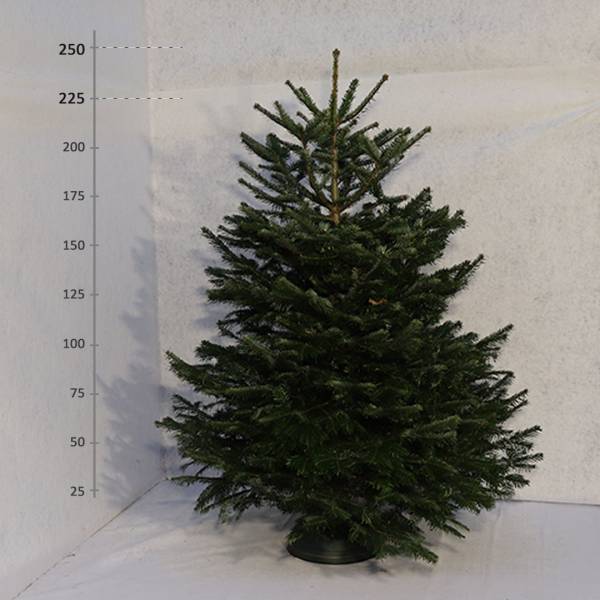 Živý vianočný stromček Jedľa Normandská 225 250 cm Štandard