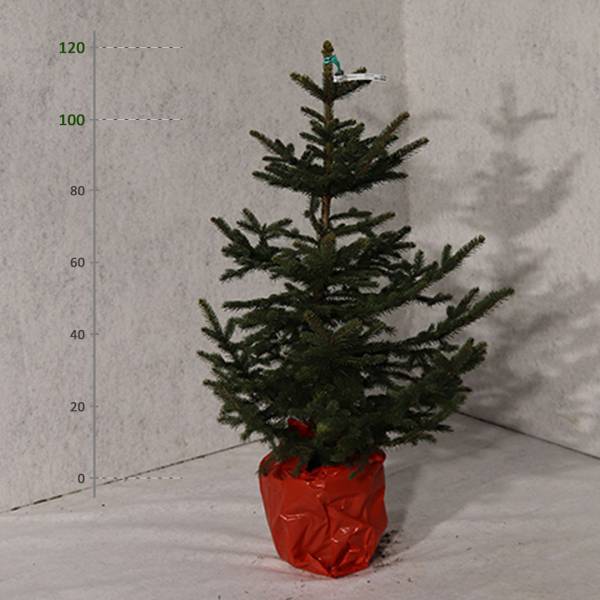 Smrek pichľavý v kvetináči Picea Pungens vianočný 100 120 cm