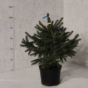 Smrek pichľavý v kvetináči Picea Pungens 110 - 120 cm