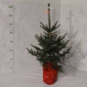 Smrek pichľavý v kvetináči Picea Pungens vianočný 120 - 140 cm