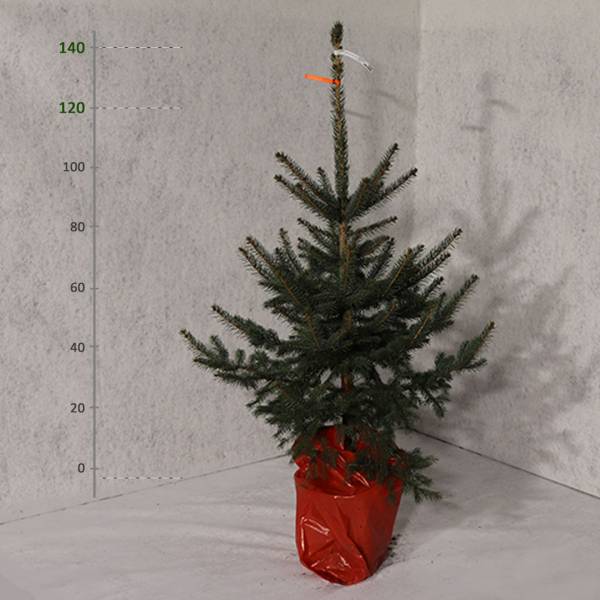 Smrek pichľavý v kvetináči Picea Pungens vianočný 120 140 cm