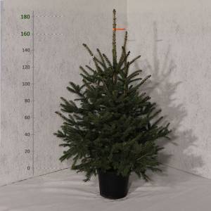 Smrek pichľavý v kvetináči Picea Pungens 160 - 180 cm