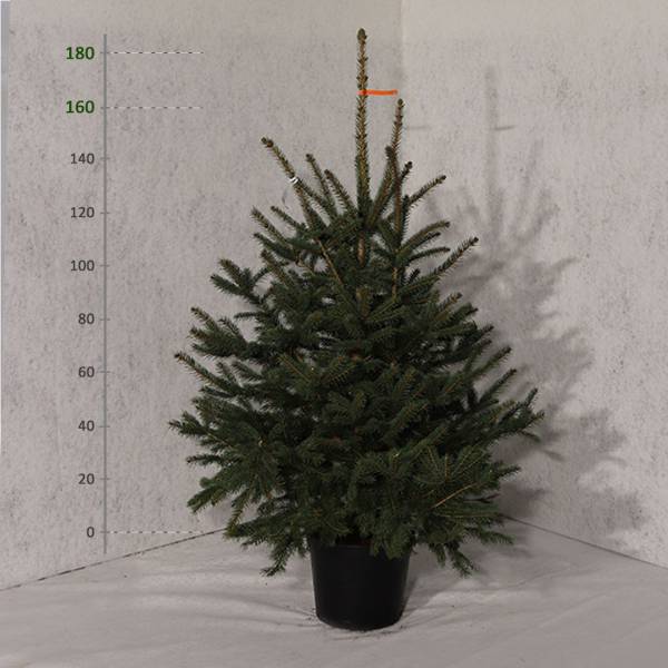 Smrek pichľavý v kvetináči Picea Pungens 160 180 cm