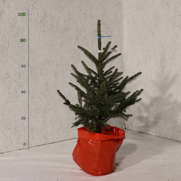 Smrek pichľavý v kvetináči Picea Pungens vianočný 80 100 cm