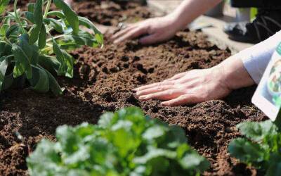 Organické hnojenie – odhalenie sily organických hnojív