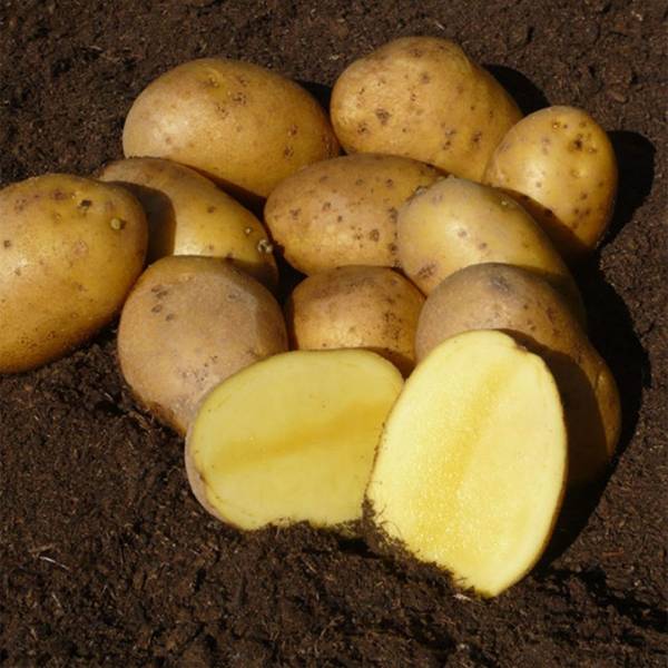 Sadbové zemiaky Agria 5kg